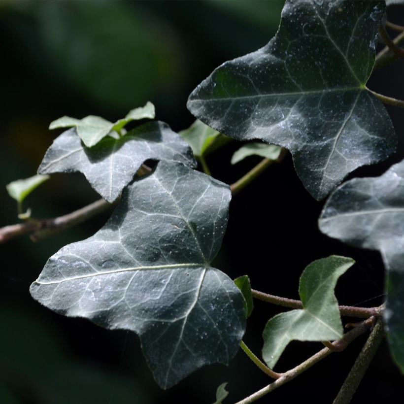 Muratti - Hedera helix (Lehvistö)