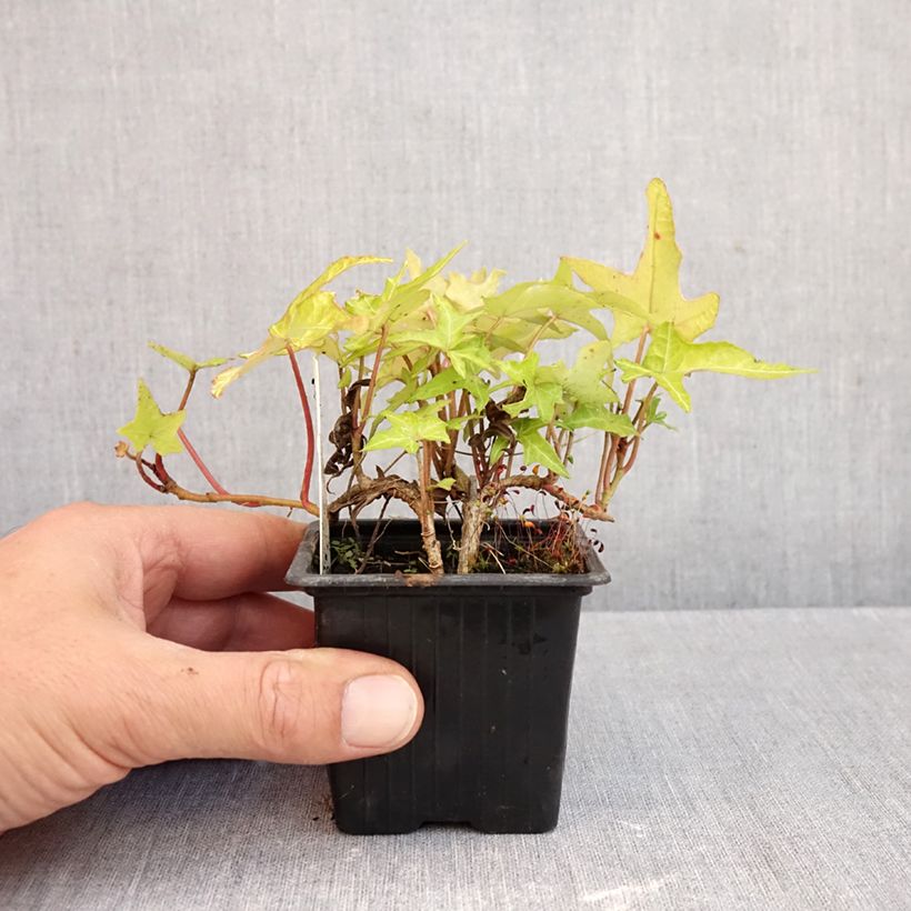 Esimerkki syksyllä toimitetusta Muratti Courage 8/9 cm taimiruukku-taimesta