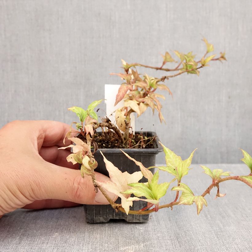 Esimerkki syksyllä toimitetusta Muratti Cross Switch 8/9 cm taimiruukku-taimesta