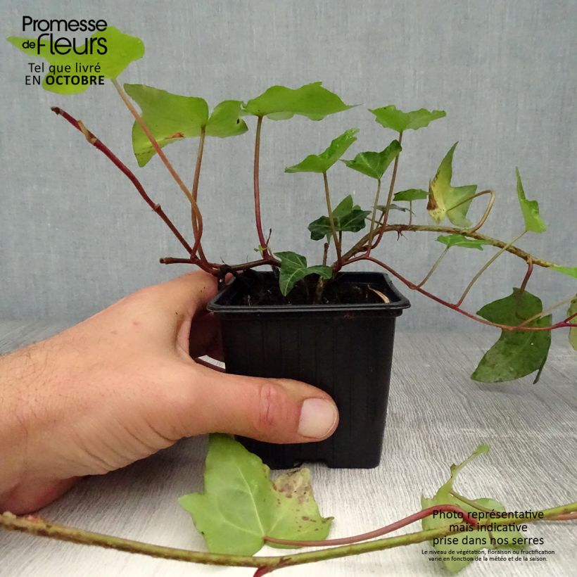 Esimerkki syksyllä toimitetusta Muratti - Hedera helix 8/9 cm taimiruukku-taimesta