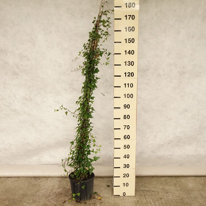 Esimerkki kesällä toimitetusta Muratti - Hedera helix Ruukku 4L / 5L-taimesta