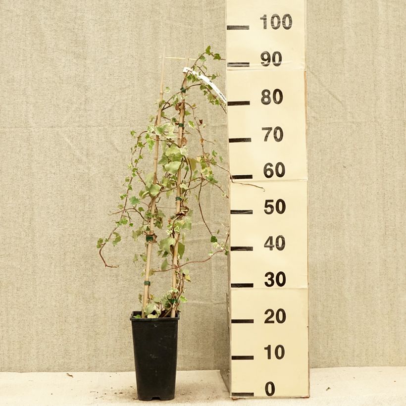 Esimerkki kesällä toimitetusta Muratti Eva Pot de 2L/3L-taimesta