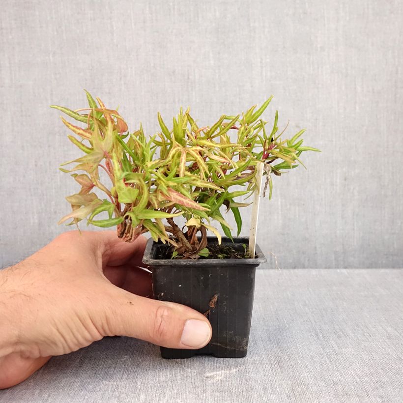Esimerkki syksyllä toimitetusta Muratti Evergreen 8/9 cm taimiruukku-taimesta