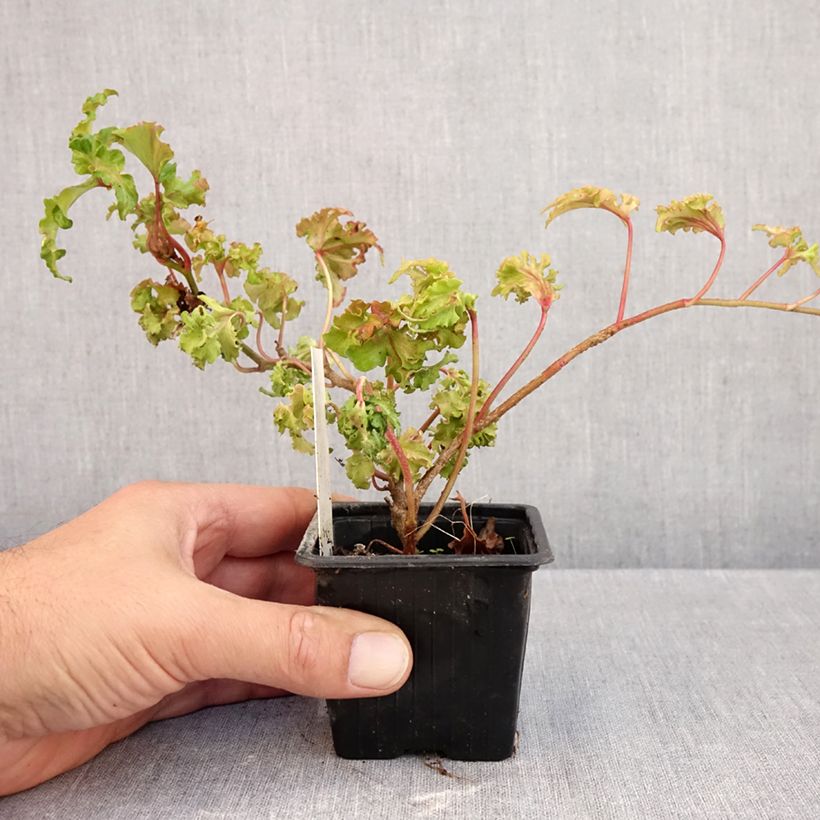 Esimerkki syksyllä toimitetusta Muratti Filigran 8/9 cm taimiruukku-taimesta