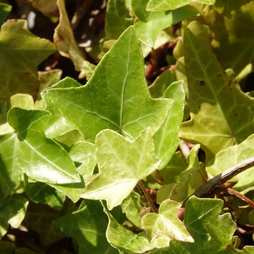 Muratti Frosty (Lehvistö)