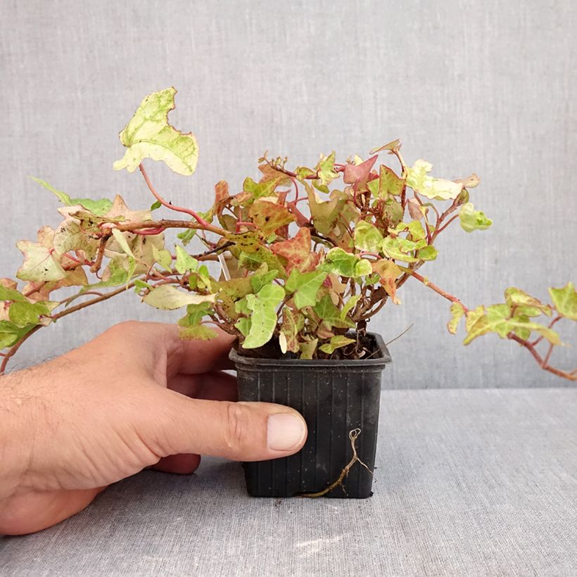 Esimerkki syksyllä toimitetusta Muratti Frosty 8/9 cm taimiruukku-taimesta