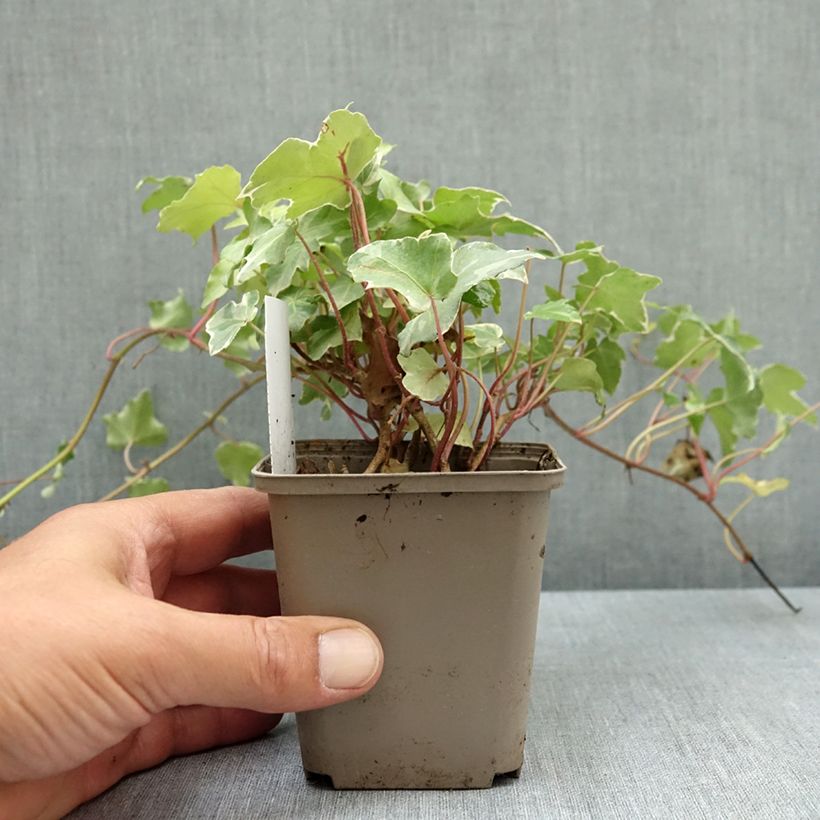 Esimerkki kesällä toimitetusta Muratti Glacier 8/9 cm taimiruukku-taimesta