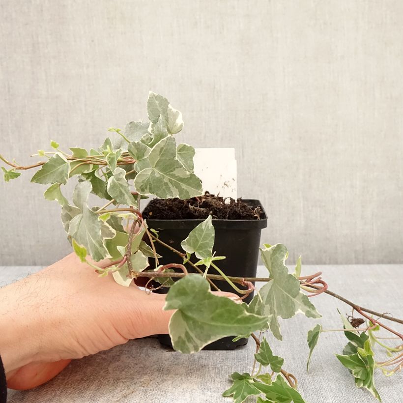 Esimerkki keväällä toimitetusta Muratti Glacier Taimiruukku 8/9 cm-taimesta