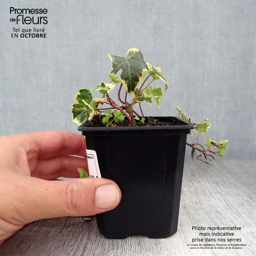 Esimerkki syksyllä toimitetusta Muratti Goldchild 8/9 cm taimiruukku-taimesta