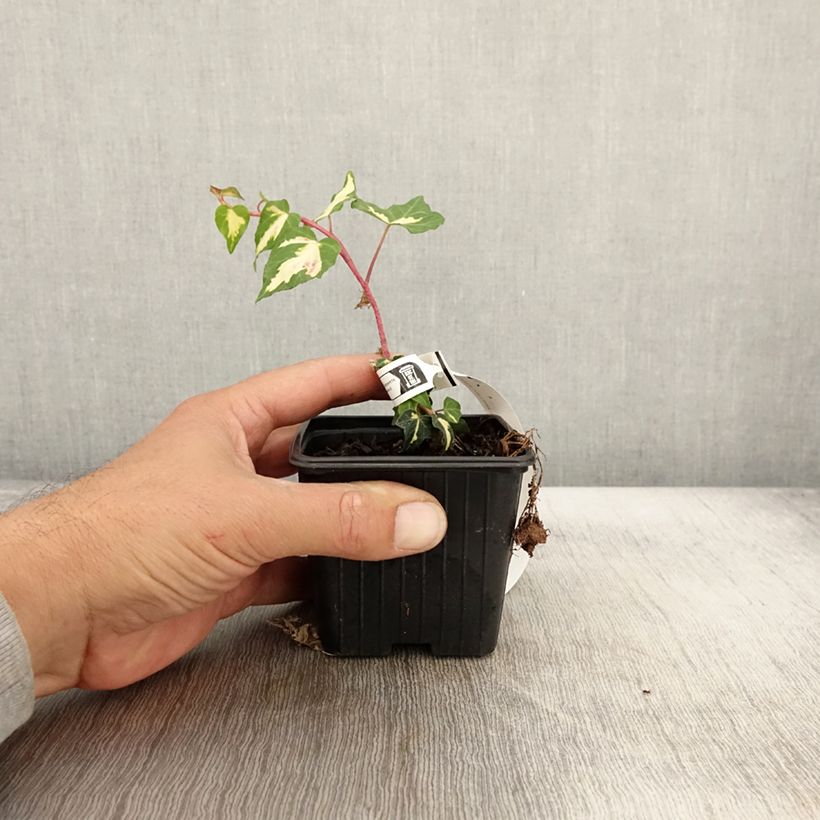 Esimerkki syksyllä toimitetusta Muratti Goldheart 8/9 cm taimiruukku-taimesta