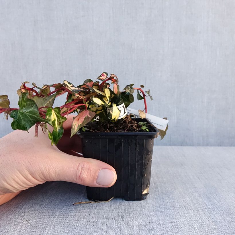 Esimerkki talvella toimitetusta Lierre commun - Hedera helix Goldheart Godet de 8/9 cm-taimesta