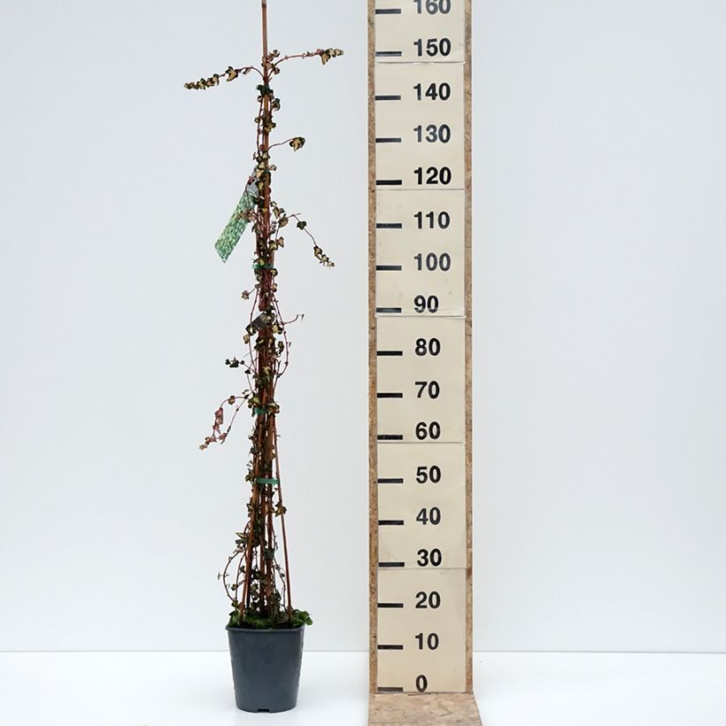 Esimerkki talvella toimitetusta Lierre commun - Hedera helix Goldheart Pot de 4L/5L-taimesta