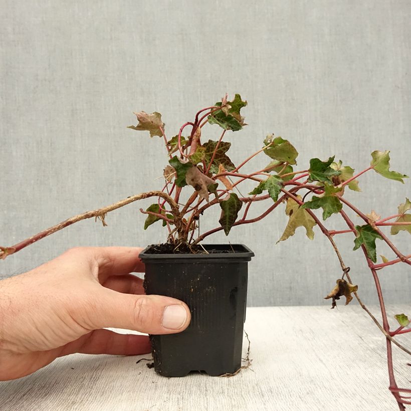Esimerkki syksyllä toimitetusta Muratti Ivalace 8/9 cm taimiruukku-taimesta