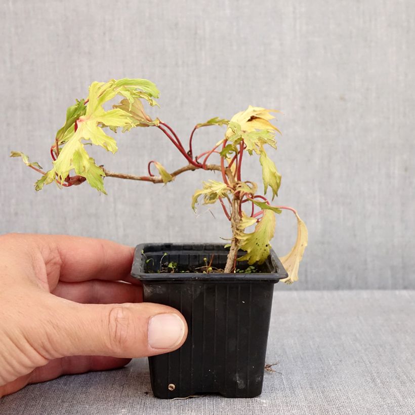 Esimerkki syksyllä toimitetusta Muratti Ivalace Mutation 8/9 cm taimiruukku-taimesta