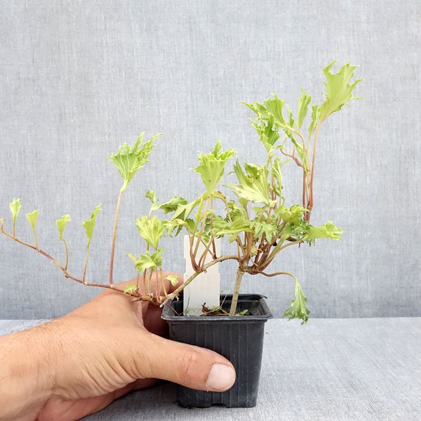 Esimerkki kesällä toimitetusta Muratti Ivalace Mutation 8/9 cm taimiruukku-taimesta