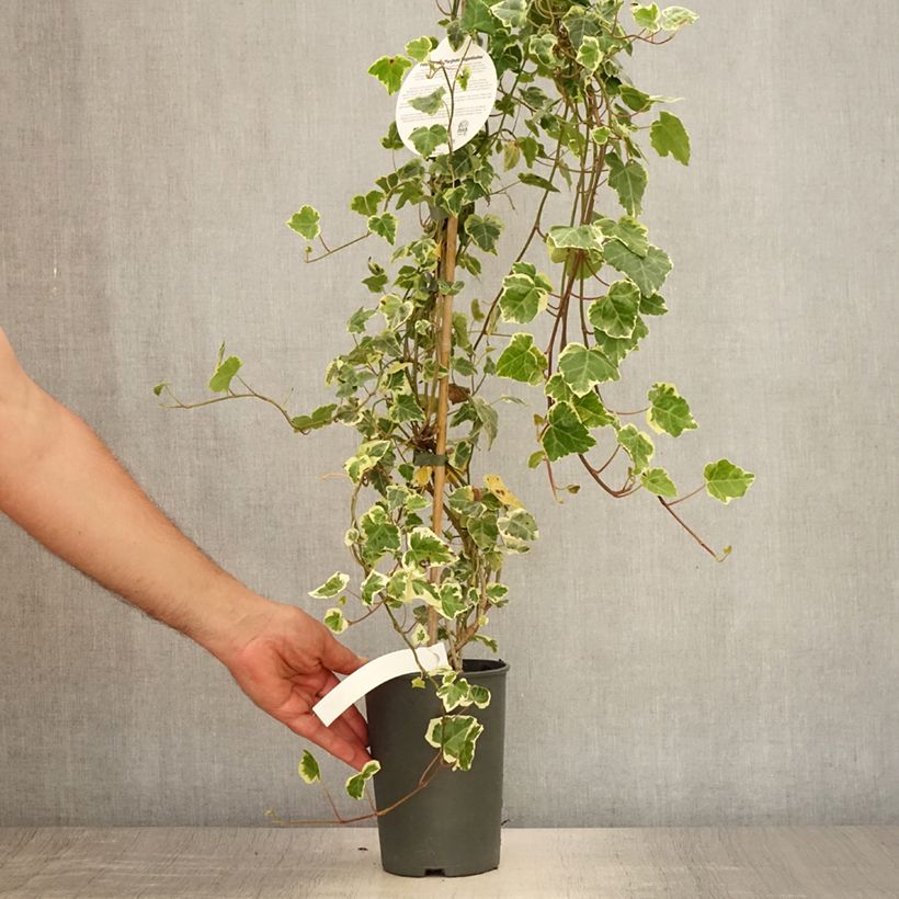 Esimerkki kesällä toimitetusta Muratti Marginata Elegantissima Ruukku 2L / 3L-taimesta