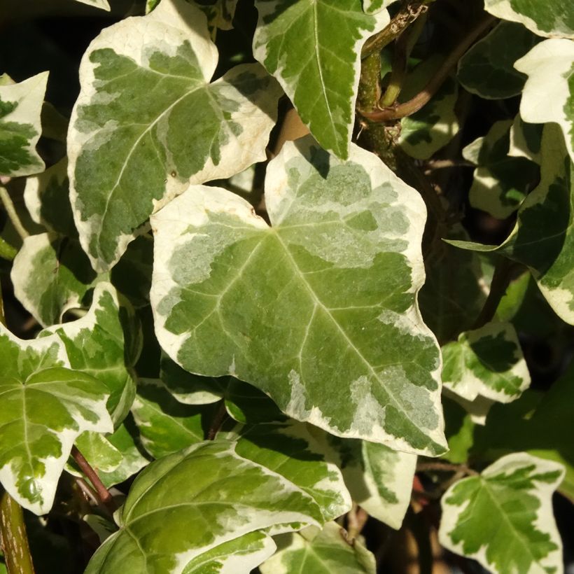 Muratti Marginata Elegantissima (Lehvistö)