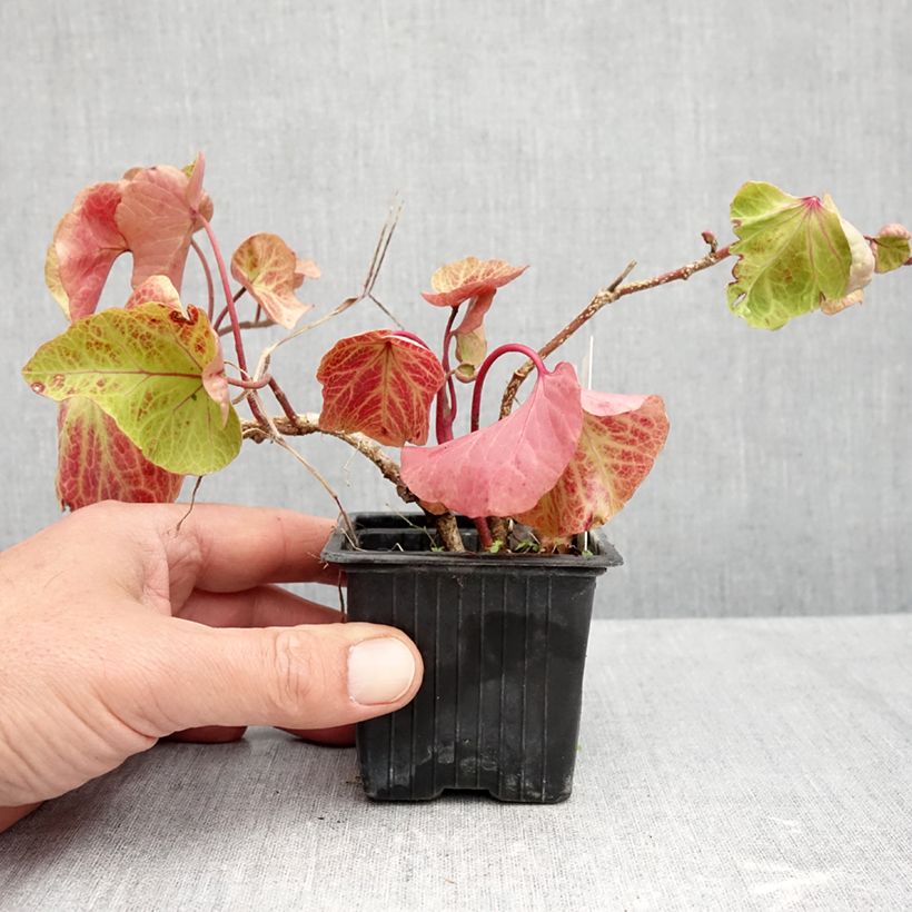 Esimerkki syksyllä toimitetusta Muratti Obelix 8/9 cm taimiruukku-taimesta