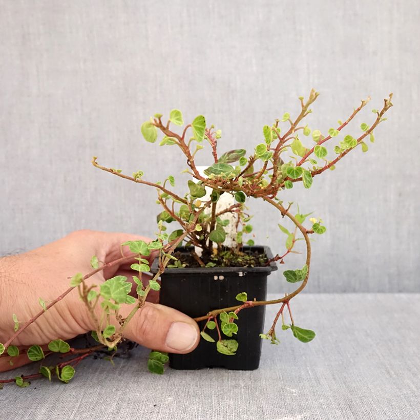 Esimerkki syksyllä toimitetusta Muratti Peter Pan 8/9 cm taimiruukku-taimesta