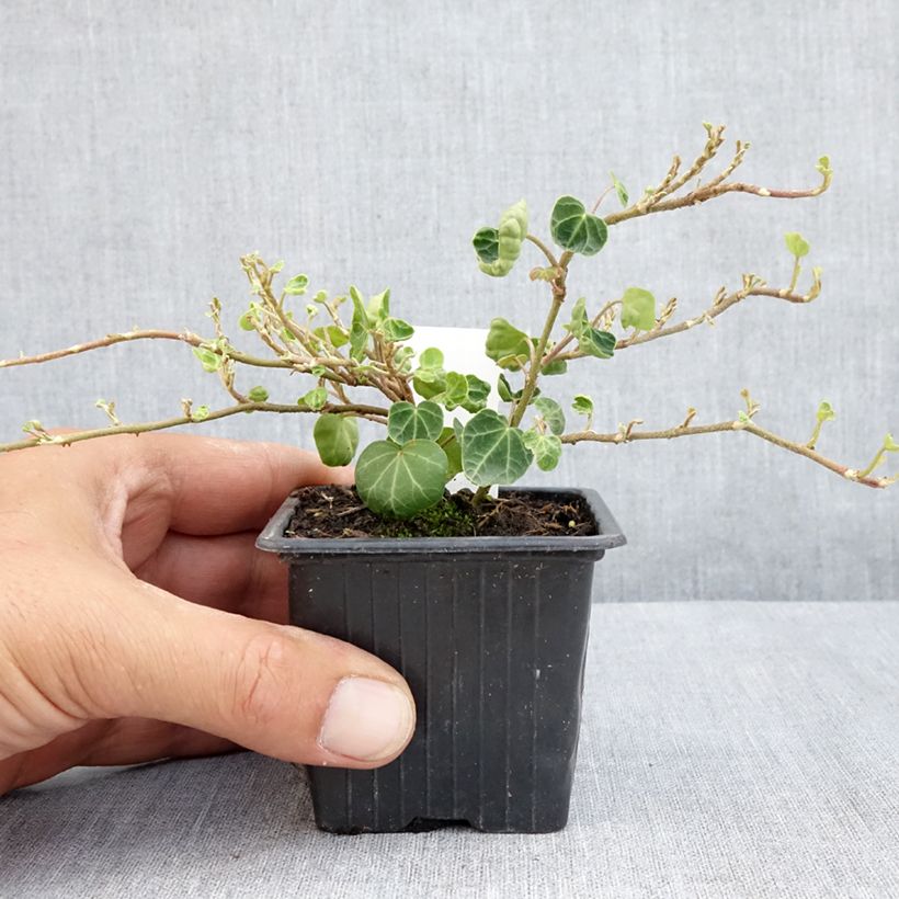 Esimerkki kesällä toimitetusta Muratti Peter Pan 8/9 cm taimiruukku-taimesta