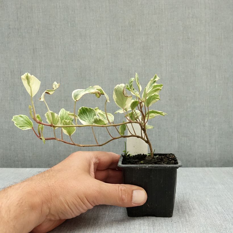 Esimerkki kesällä toimitetusta Muratti Reef Shell 8/9 cm taimiruukku-taimesta