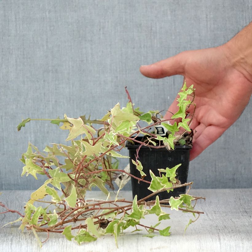 Esimerkki kesällä toimitetusta Muratti Sagittifolia Variegata Godet de 8/9 cm-taimesta