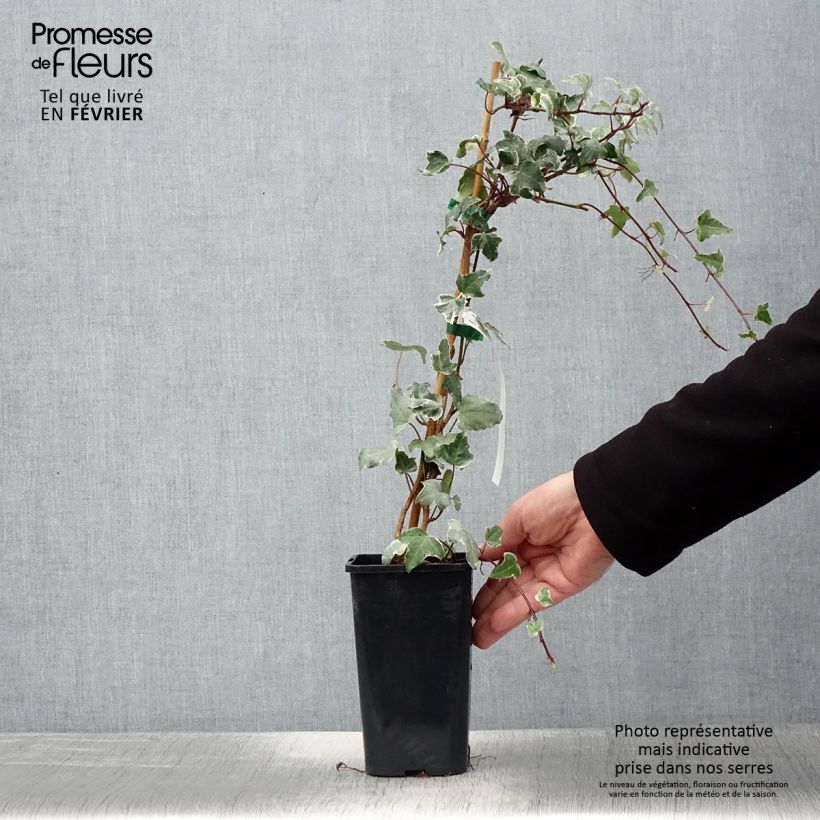 Esimerkki talvella toimitetusta Lierre commun - Hedera helix Sagittifolia Variegata Pot de 1,5L/2L-taimesta