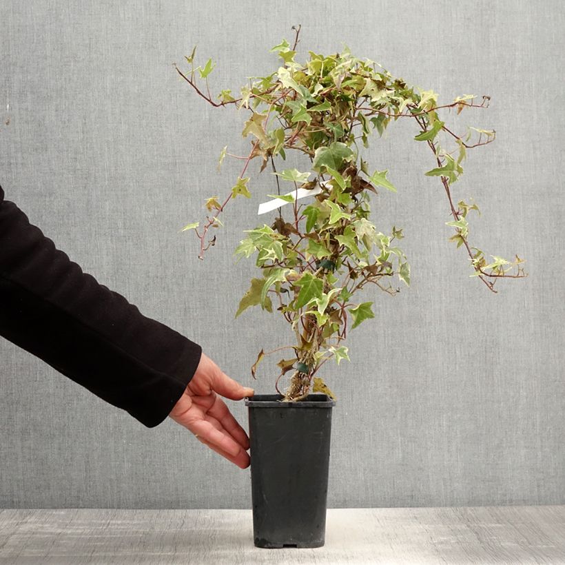 Esimerkki keväällä toimitetusta Muratti Sagittifolia Variegata Pot de 1,5L/2L-taimesta