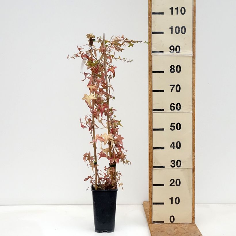 Esimerkki syksyllä toimitetusta Muratti Sagittifolia Variegata 1,5 litran / 2 litran kannu-taimesta