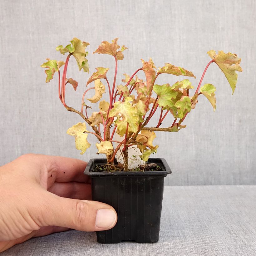 Esimerkki syksyllä toimitetusta Muratti Tango 8/9 cm taimiruukku-taimesta