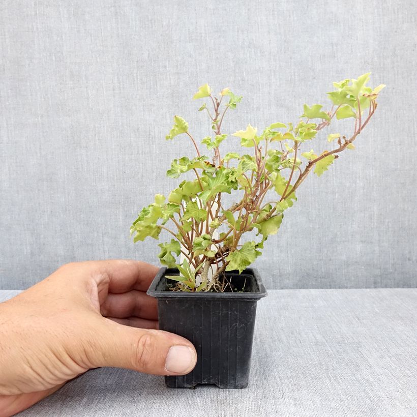 Esimerkki kesällä toimitetusta Muratti Tango 8/9 cm taimiruukku-taimesta