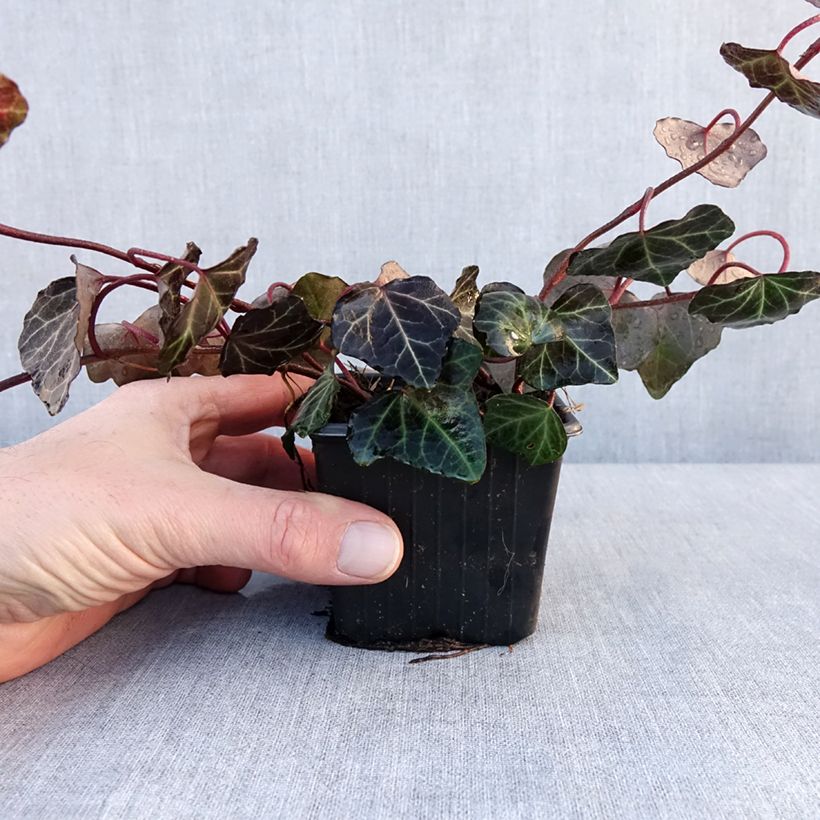 Esimerkki talvella toimitetusta Lierre commun - Hedera helix Woerner Godet de 8/9 cm-taimesta