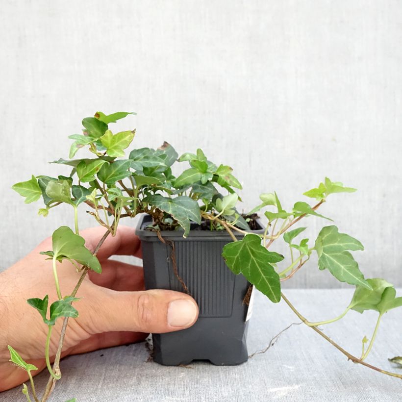 Esimerkki syksyllä toimitetusta Muratti Shamrock 8/9 cm taimiruukku-taimesta
