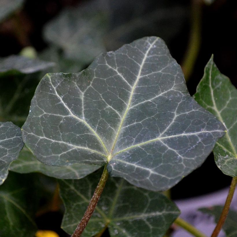 Irlanninvarjomuratti - Hedera hibernica (Lehvistö)