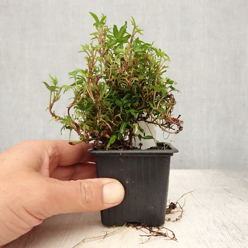 Esimerkki kesällä toimitetusta Muratti Dyinnii 8/9 cm taimiruukku-taimesta