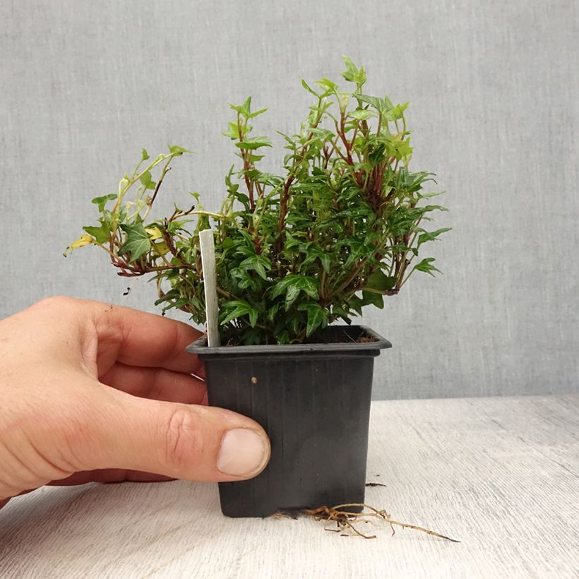 Esimerkki keväällä toimitetusta Muratti Dyinnii 8/9 cm taimiruukku-taimesta