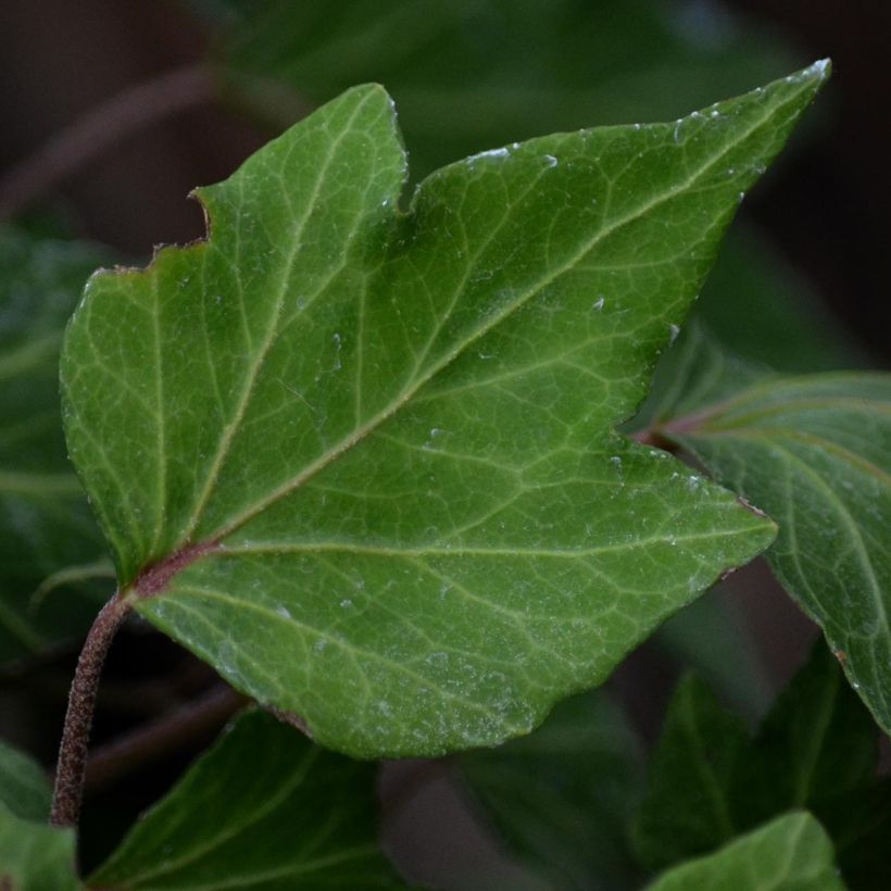 Muratti Green Ripple (Lehvistö)