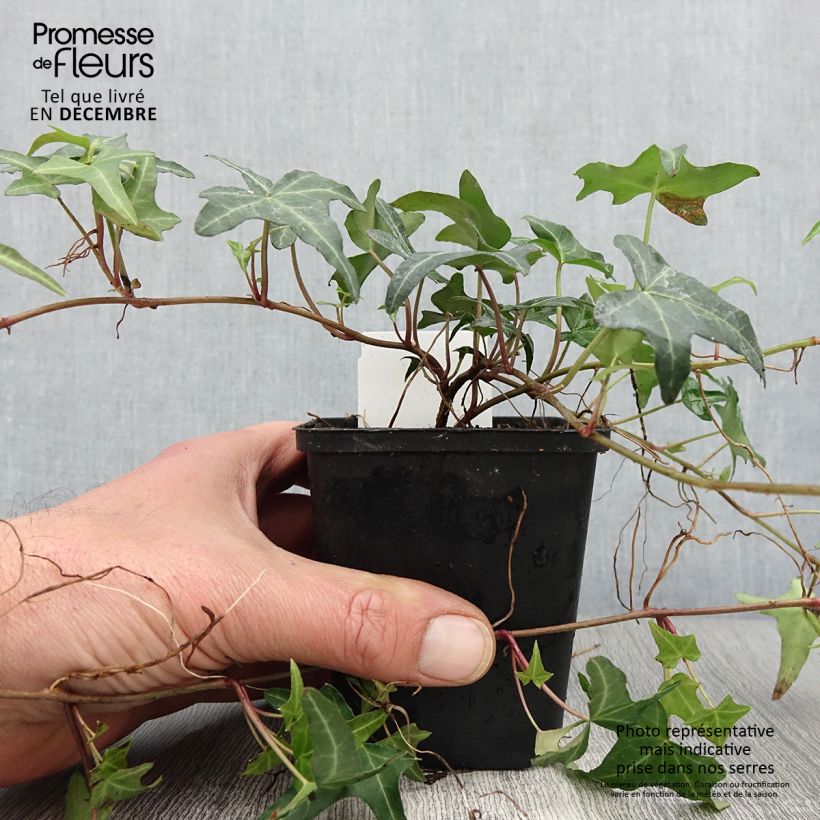 Esimerkki syksyllä toimitetusta Muratti Sagittifolia 8/9 cm taimiruukku-taimesta