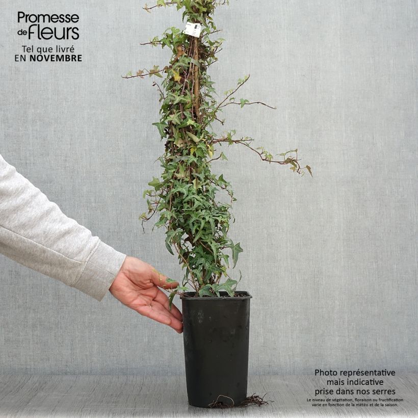 Esimerkki syksyllä toimitetusta Muratti Sagittifolia 2 litran/3 litran ruukku-taimesta