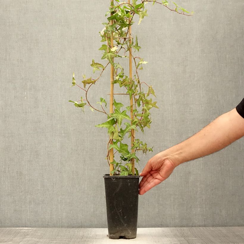 Esimerkki kesällä toimitetusta Muratti Sagittifolia Pot de 2L/3L-taimesta