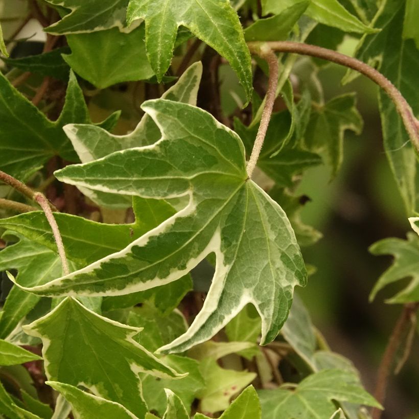 Muratti White Ripple (Lehvistö)
