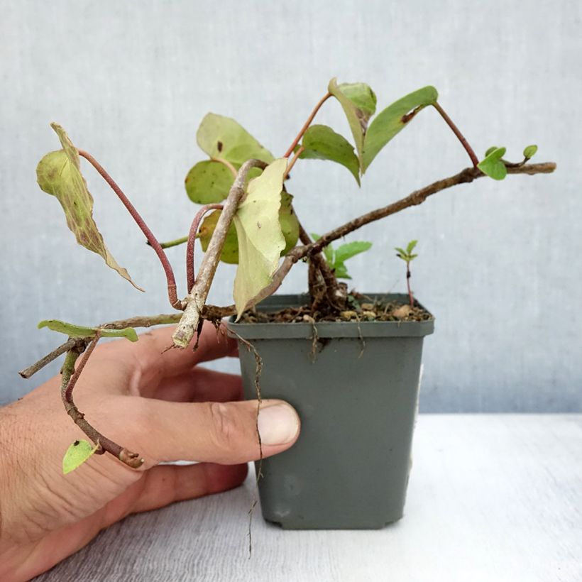 Esimerkki kesällä toimitetusta Kaukasianmuratti - Hedera colchica Taimiruukku 8/9 cm-taimesta