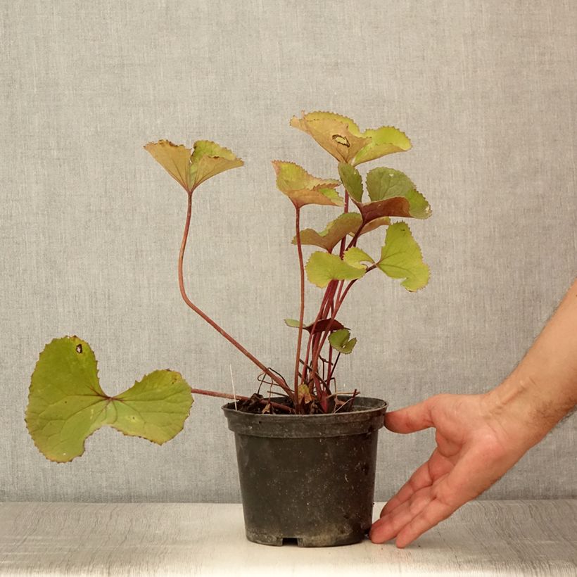 Esimerkki kesällä toimitetusta Soihtunauhus Lanternchen Pot de 2L/3L-taimesta