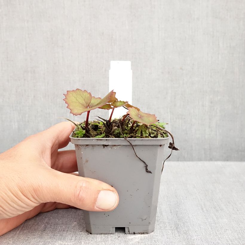 Esimerkki syksyllä toimitetusta Kallionauhus Desdemona 8/9 cm taimiruukku-taimesta