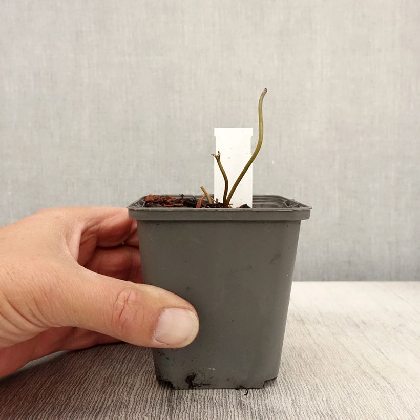 Esimerkki syksyllä toimitetusta Kallionauhus Osiris Cafe Noir 8/9 cm taimiruukku-taimesta