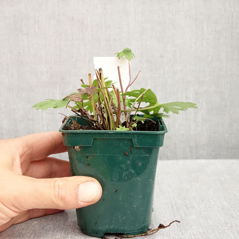 Esimerkki syksyllä toimitetusta Valtikkanauhus - Ligularia przewalskii 8/9 cm taimiruukku-taimesta