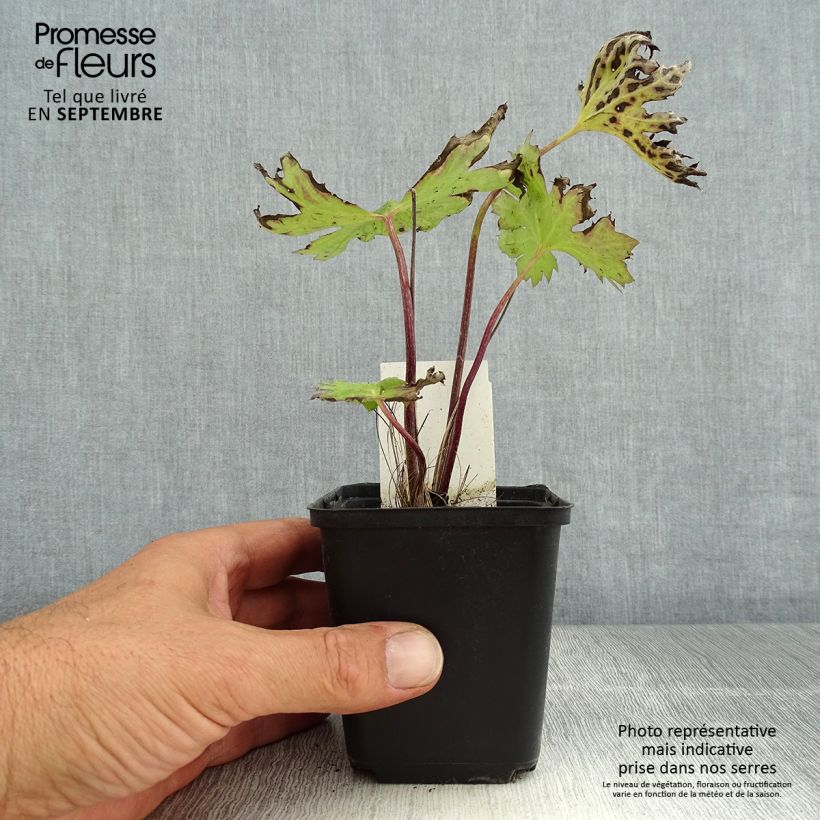 Esimerkki kesällä toimitetusta Valtikkanauhus - Ligularia przewalskii Godet de 8/9 cm-taimesta