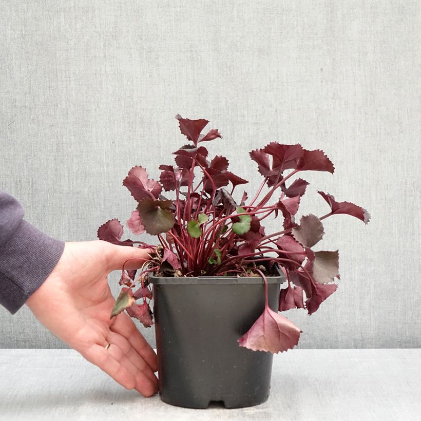 Esimerkki keväällä toimitetusta Kallionauhus Pandora Pot de 2L/3L-taimesta