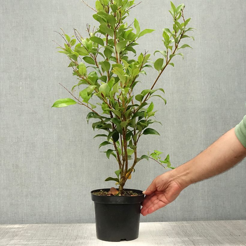 Esimerkki kesällä toimitetusta Japaninlikusteri Green Century Pot de 2L/3L-taimesta