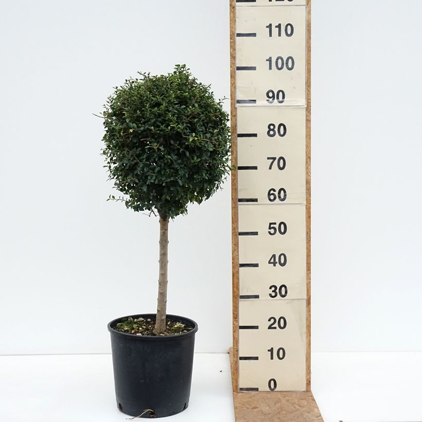 Esimerkki syksyllä toimitetusta Likusteri - Ligustrum jonandrum 12 litran/15 litran ruukku, 1/4 runko-taimesta